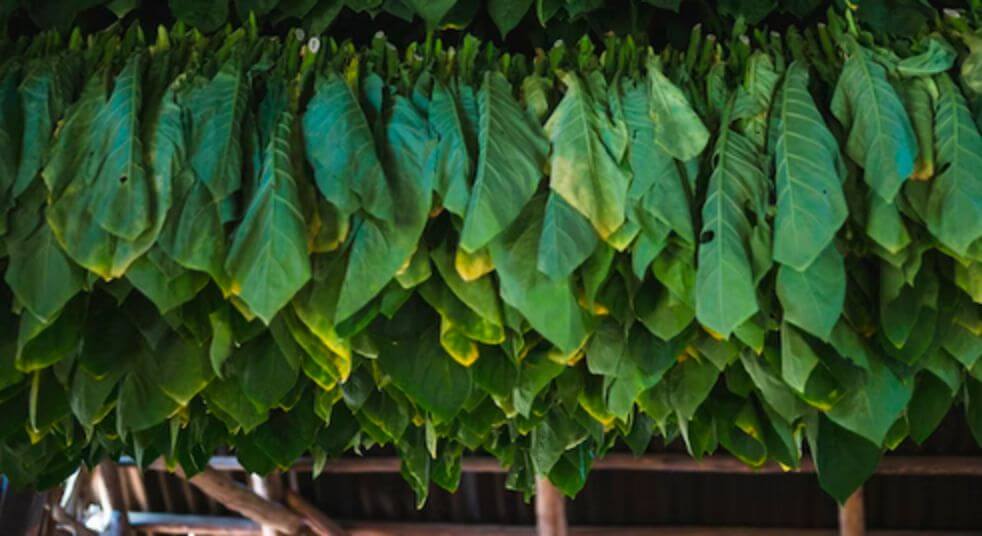 A tobacco curing barn filled with fresh tobacco leaves.