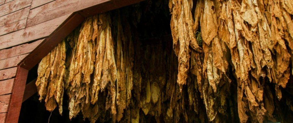 Burley tobacco leaves in a drying barn